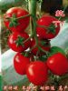 供应红瑞娜—番茄种子