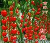供应红曼—番茄种子