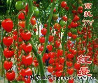 供应红曼—番茄种子