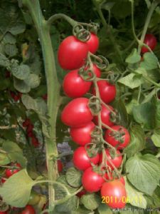 供应艾妮—番茄种子
