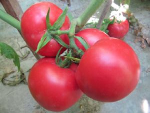 供应粉果番茄—番茄种子