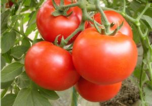 供应大红番茄—番茄种子