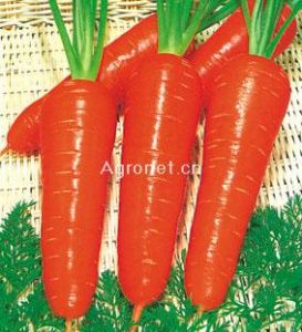 供应红冠—胡萝卜种子