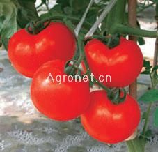 供应萨恩—番茄种子