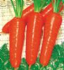 红冠-胡萝卜种子