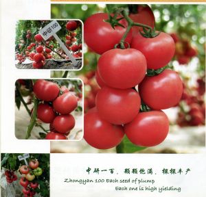 供应中研100F1—番茄种子
