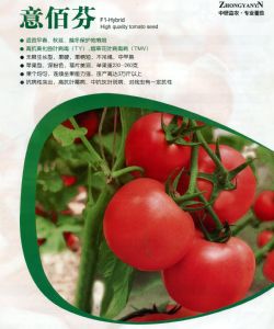 供应意佰芬—番茄种子