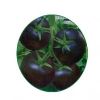 供应紫贝—番茄种子