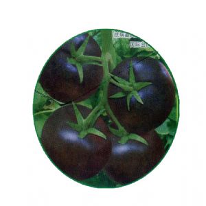 供应紫贝—番茄种子