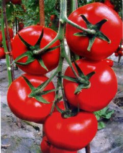 供应吉达—番茄种子