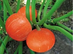供应短蔓勤红天—南瓜种子