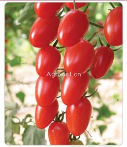 供应米兰—番茄种子