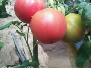 供应达美番茄—番茄种子