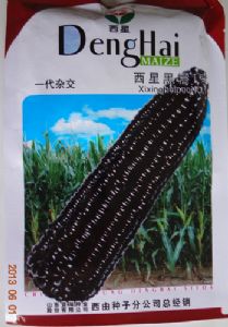 供应西星黑糯1号—玉米种子