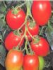 供应罗曼娜（红罗曼）--番茄种子