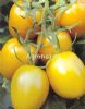 供应欧拉玛（黄罗曼）--番茄种子