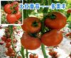供应多美丰——大红番茄种子