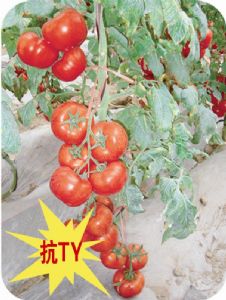 供应齐力1号—番茄种子