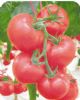 供应世佳宝粉—番茄种子