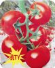 供应普京—番茄种子