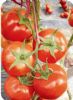 供应红瑞—番茄种子