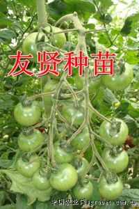 供应绿珍珠——绿色小番茄种子