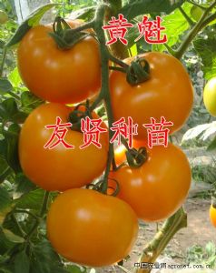 供应黄魁-黄色番茄种子