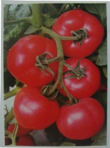 供应芬达—番茄种子