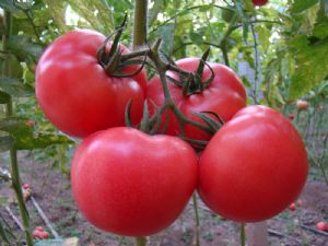 供应金子二号—番茄种子