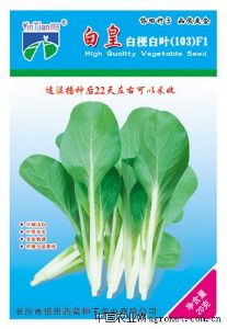 供应白皇白梗白菜（103）F1—青梗菜种子