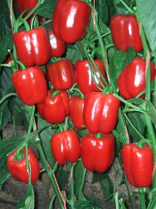 供应瑞秋娜(绿转红甜椒)—甜椒种子