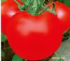 供应大田红霸——番茄种子