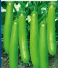 供应大田绿长茄——茄子种子
