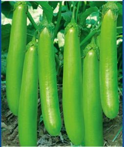 供应大田绿长茄——茄子种子