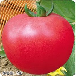 供应大田毛粉802——番茄种子