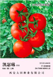 供应剀瑟琳-番茄种子