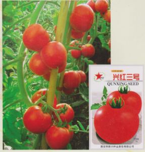 供应兴红三号—番茄种子