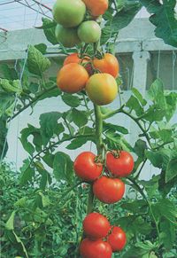 供应红冠二号—番茄种子