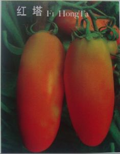 供应红塔-番茄种子