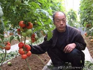 供应番茄种子——以色列乐家