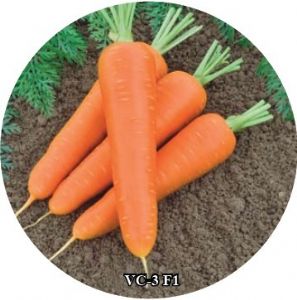 供应VC-3 F1—胡萝卜种子