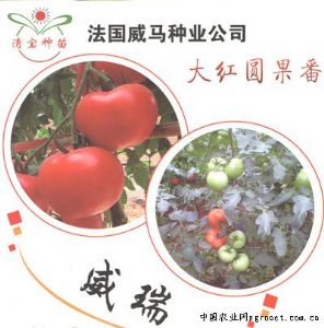供应威瑞—番茄种子