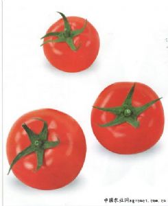 供应艾丽—番茄种子