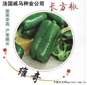 供应维奇—甜椒种子