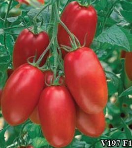供应V197 F1—番茄种子