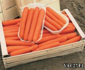 供应VAC27 F1—胡萝卜种子