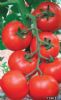 供应V260 F1—番茄种子