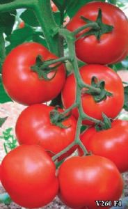 供应V260 F1—番茄种子
