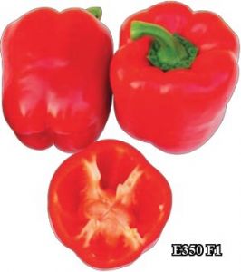 供应E350 F1—甜椒种子