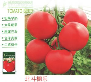 供应北斗棚乐—番茄种子